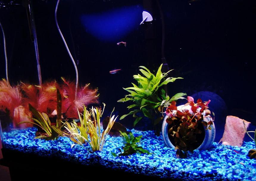 Rated #2036: 30 Gallons Planted Tank - Another view of my new plants