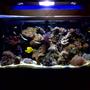 55 gallons reef tank (mostly live coral and fish) - fully stocked