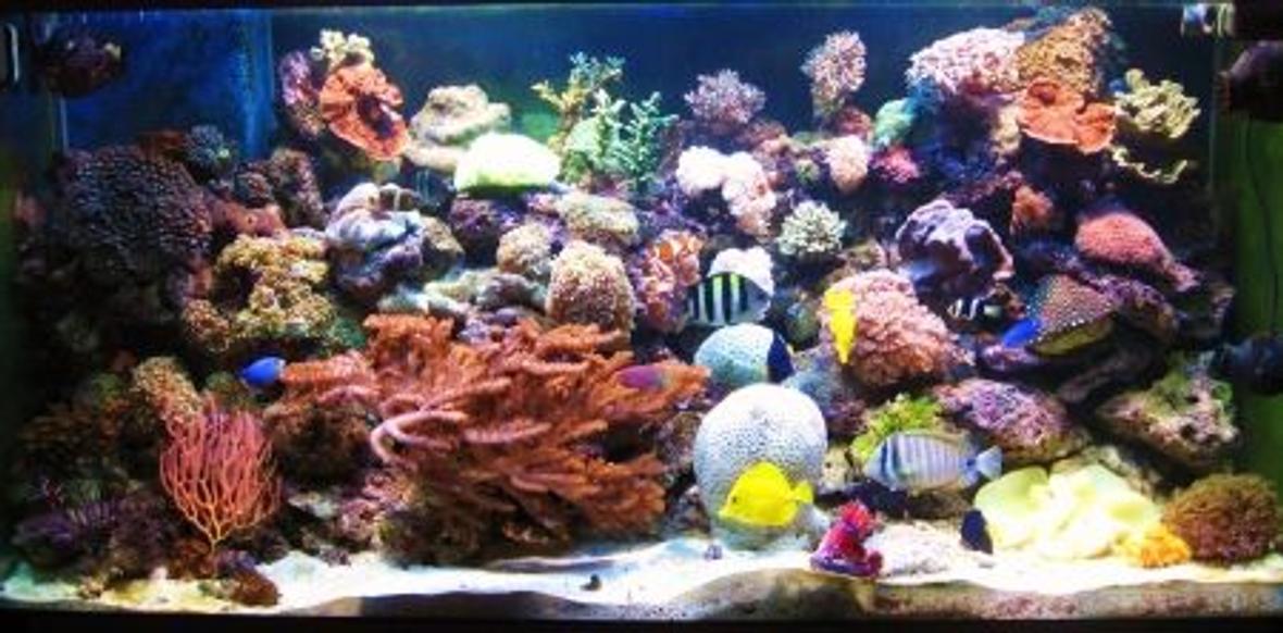 180 gallons reef tank (mostly live coral and fish) - size 150x60x60 hard and soft corals i hope you liket