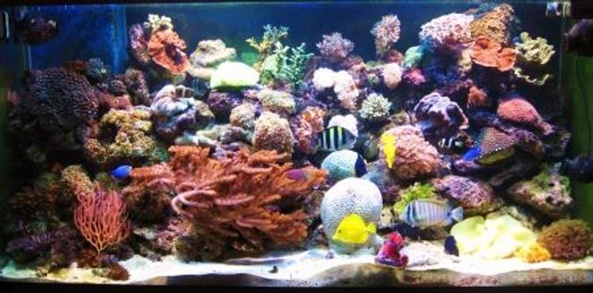180 gallons reef tank (mostly live coral and fish) - size 150x60x60
hard and soft corals 
i hope you liket