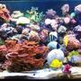 180 gallons reef tank (mostly live coral and fish) - size 150x60x60 hard and soft corals i hope you liket