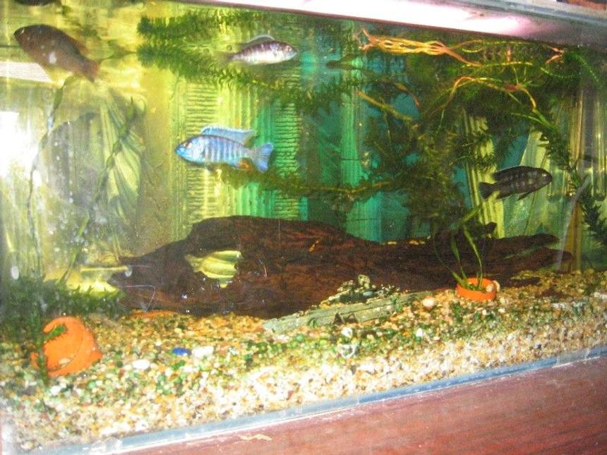 Rated #2122: 20 Gallons Planted Tank - My 20 Gallon, African peackocks and Jewels with a Armoured Catfish