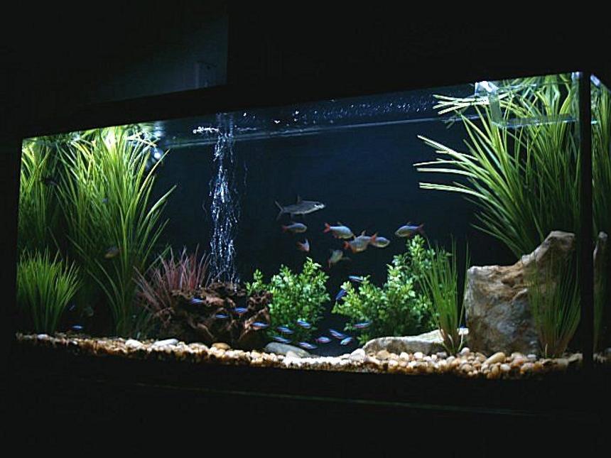 Rated #6: 55 Gallons Freshwater Fish Tank - 55 Gallon New Setup