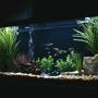 55 gallons freshwater fish tank (mostly fish and non-living decorations) - 55 Gallon New Setup