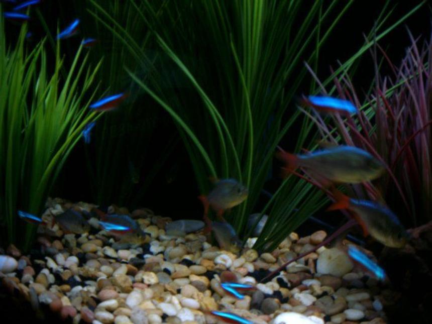 Rated #1779: Freshwater Fish - Hyphessobrycon Colimbianus - Red/blue Columbian Tetra Stocking In 55 Gallons Tank - Columbian Tetras and Cardinal Tetras