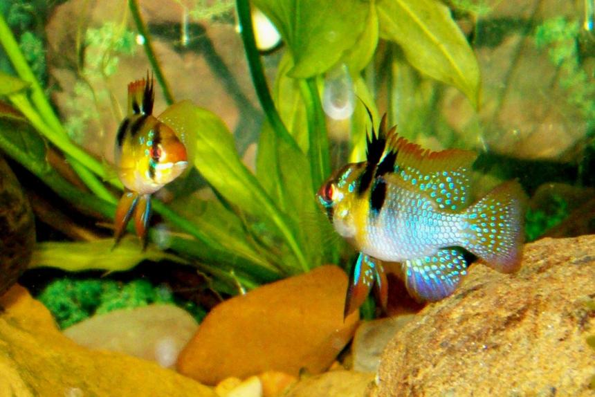 Rated #28: Freshwater Fish - Papiliochromis Ramirezi - German Blue Ram Stocking In 75 Gallons Tank - 2 German Blue Rams