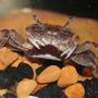 corals inverts - uca pugnax - fiddler crab stocking in 55 gallons tank - pregnant fiddler crab in my 30 gal tank