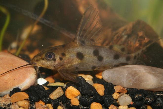 freshwater fish - auchenoglanis occidentalis - giraffe nosed catfish stocking in 55 gallons tank - large catfish that I had to move from my 30 gal to my 55 gal