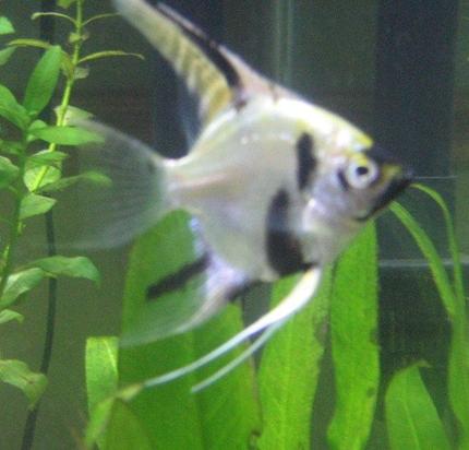 freshwater fish - pterophyllum sp. - koi angel stocking in 29 gallons tank - angelfish