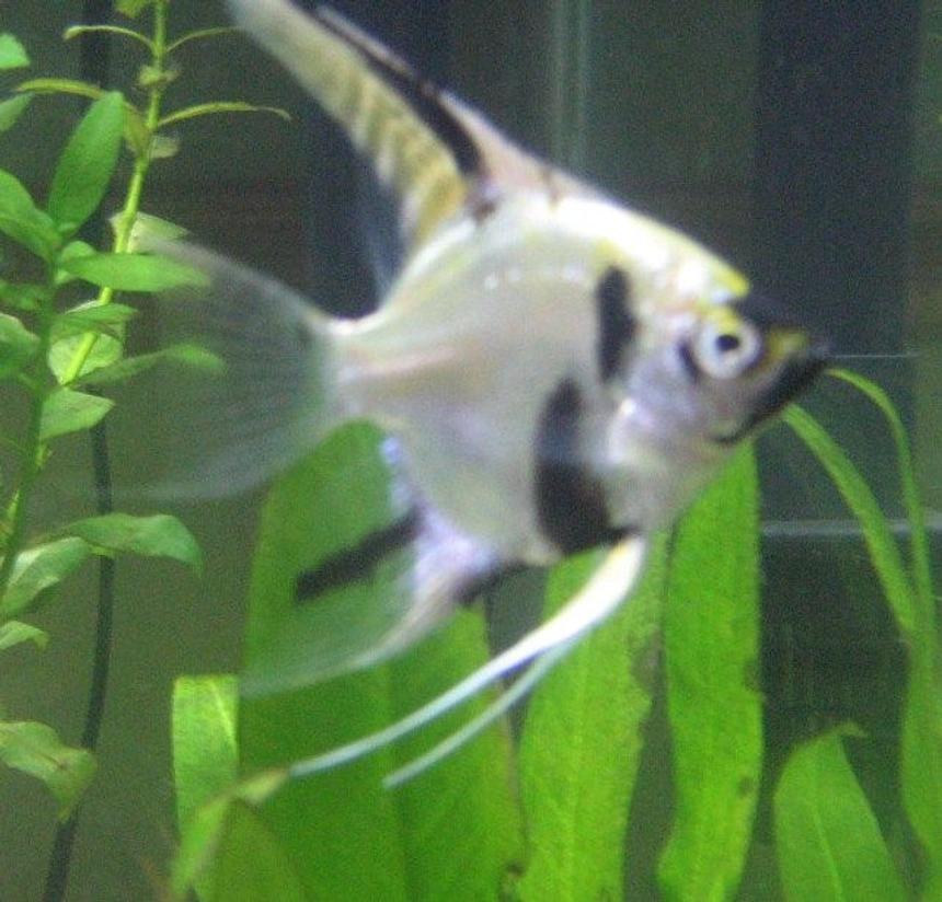Rated #2026: Freshwater Fish - Pterophyllum Sp. - Koi Angel Stocking In 29 Gallons Tank - angelfish
