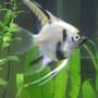 freshwater fish - pterophyllum sp. - koi angel stocking in 29 gallons tank - angelfish