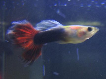 freshwater fish - poecilia reticulata - blue delta guppy stocking in 29 gallons tank - guppy