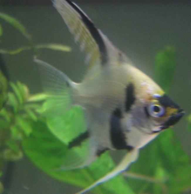 freshwater fish - pterophyllum sp. - koi angel stocking in 29 gallons tank - agelfish
