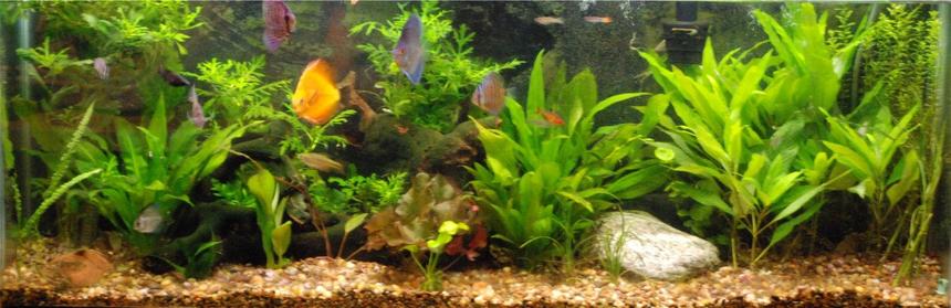 Rated #48: 55 Gallons Planted Tank - 55 gallon planted tank  Just ordered a 110RR fixing to make an upgrade really soon Im super excited about it. Goin a little more high tech.