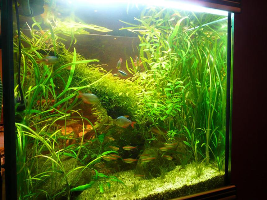 Rated #58: 50 Gallons Planted Tank - 55 gallon planted tank