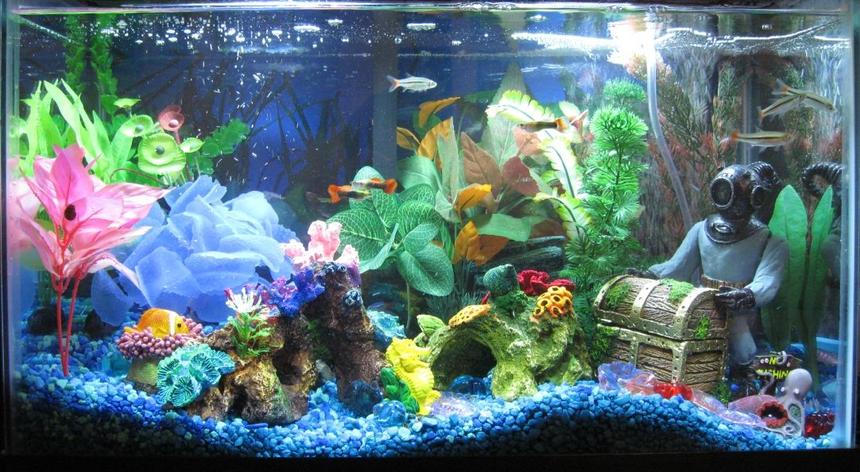 Rated #2291: 10 Gallons Freshwater Fish Tank - 10 Gallon Fresh water aquarium with Neon Tetras, X-Ray Tetras and Guppies.