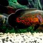 freshwater fish - astronotus ocellatus - tiger oscar stocking in 17 gallons tank - My Oscar