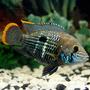freshwater fish - aequidens rivulatus - green terror stocking in 17 gallons tank - Green Terror