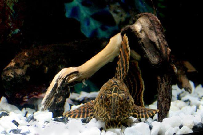 freshwater fish - glyptoperichthys gibbiceps - sailfin pleco (l-83) stocking in 17 gallons tank - Gibbicept