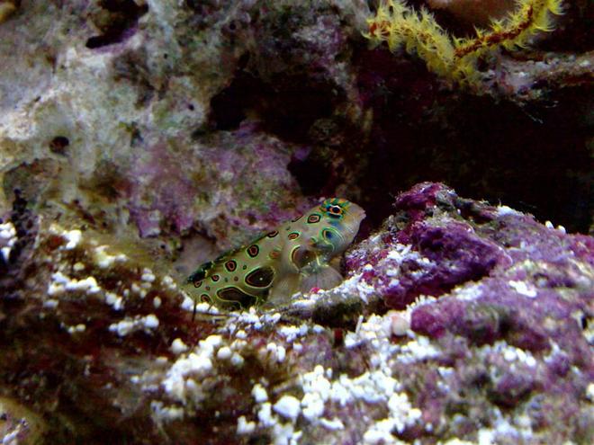 saltwater fish - synchiropus picturatus - spotted mandarin stocking in 55 gallons tank - target goby