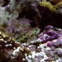 saltwater fish - synchiropus picturatus - spotted mandarin stocking in 55 gallons tank - target goby