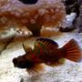 saltwater fish - synchiropus splendidus - green mandarin stocking in 55 gallons tank - Marine Dragonets
