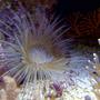 corals inverts - cerianthus membranacea - tube anemone stocking in 55 gallons tank - anemone