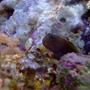 saltwater fish - atrosalarias fuscus - black sailfin blenny stocking in 55 gallons tank - I swear these guys have personality