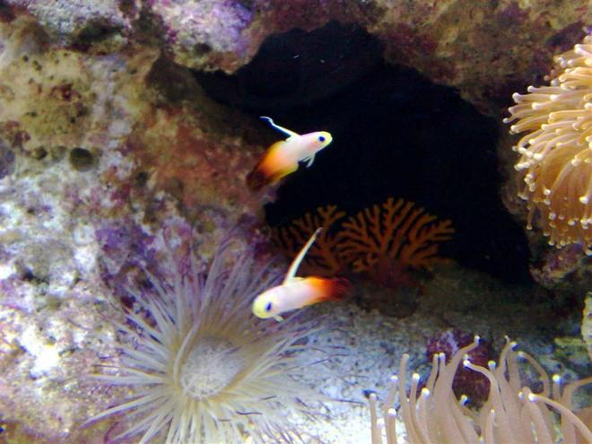 saltwater fish - nemateleotris magnifica - firefish stocking in 55 gallons tank - flame tails