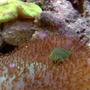 corals inverts - rhodactis mussoides - elephant ear mushroom stocking in 55 gallons tank - coral goby
