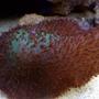 corals inverts - rhodactis mussoides - elephant ear mushroom stocking in 55 gallons tank - mushroom