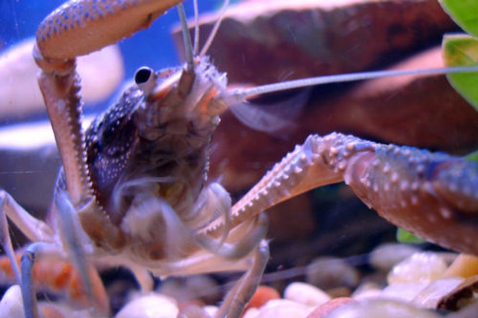 corals inverts - procambarus alleni - blue crayfish stocking in 55 gallons tank - BOO! (Or, the last thing several of my fish saw, including a dwarf gourami who died with a comically cartoonish bite out of his belly. Stupid crawfish.) Procambarus alleni (I think).