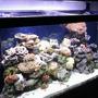 90 gallons reef tank (mostly live coral and fish) - Tank view