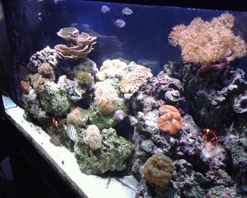 Rated #55: Corals Inverts - Trachyphyllia Geoffroyi - Brain Coral Stocking In 90 Gallons Tank - Tank view