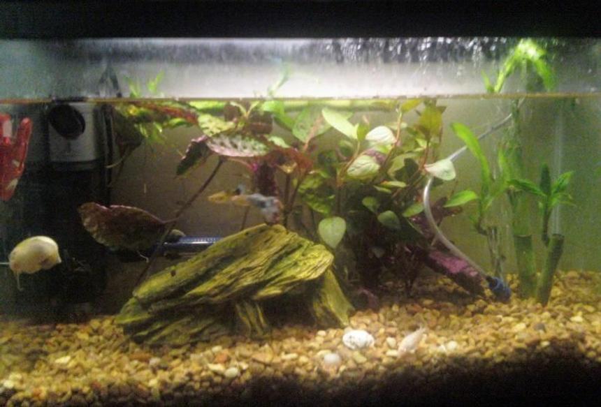 Rated #2120: 14 Gallons Planted Tank - Bad pic of the 10 gallon, I haven't gotten all the new plants settled and the water needs to be topped off a bit