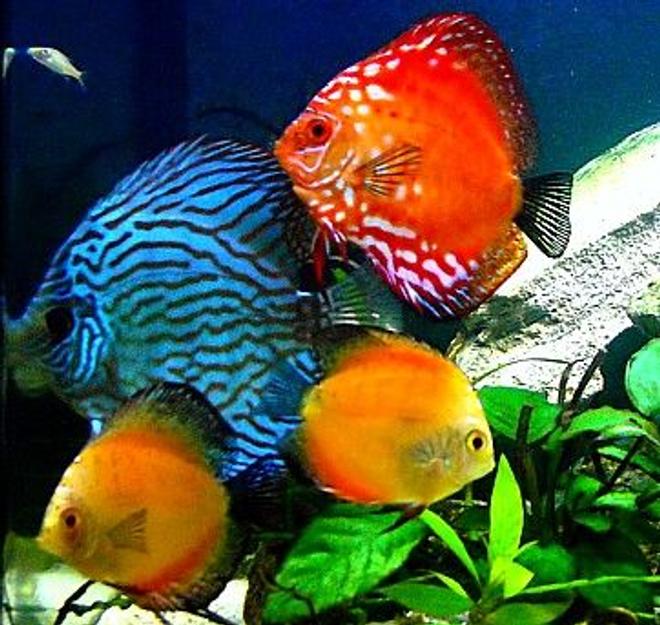 freshwater fish - symphysodon sp. - yellow marlboro discus stocking in 29 gallons tank - 29gallon Bio Cube Discus Tank