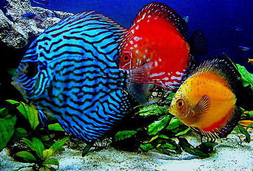 Rated #29: Freshwater Fish - Blue Turquoise Discus Stocking In 29 Gallons Tank - 29 gallon Bio cube pics