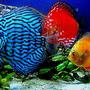 freshwater fish - blue turquoise discus stocking in 29 gallons tank - 29 gallon Bio cube pics