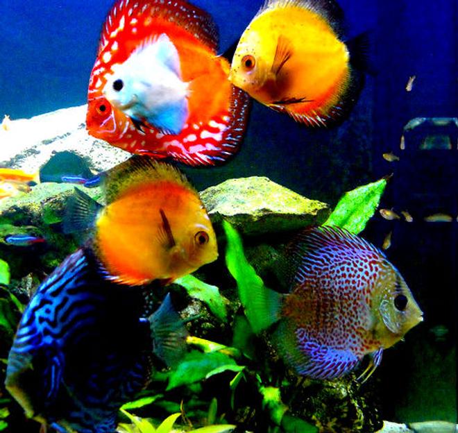 freshwater fish - symphysodon sp. - yellow marlboro discus stocking in 29 gallons tank - 29 gallon Bio cube pics