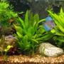 fish tank picture - planted 55
