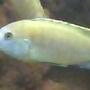 freshwater fish - pseudotropheus socolofi - powder blue cichlid stocking in 60 gallons tank - turning blue in the face