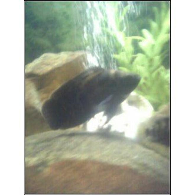 freshwater fish - astronotus ocellatus - tiger oscar stocking in 28 gallons tank - my tiger oscar named Joba