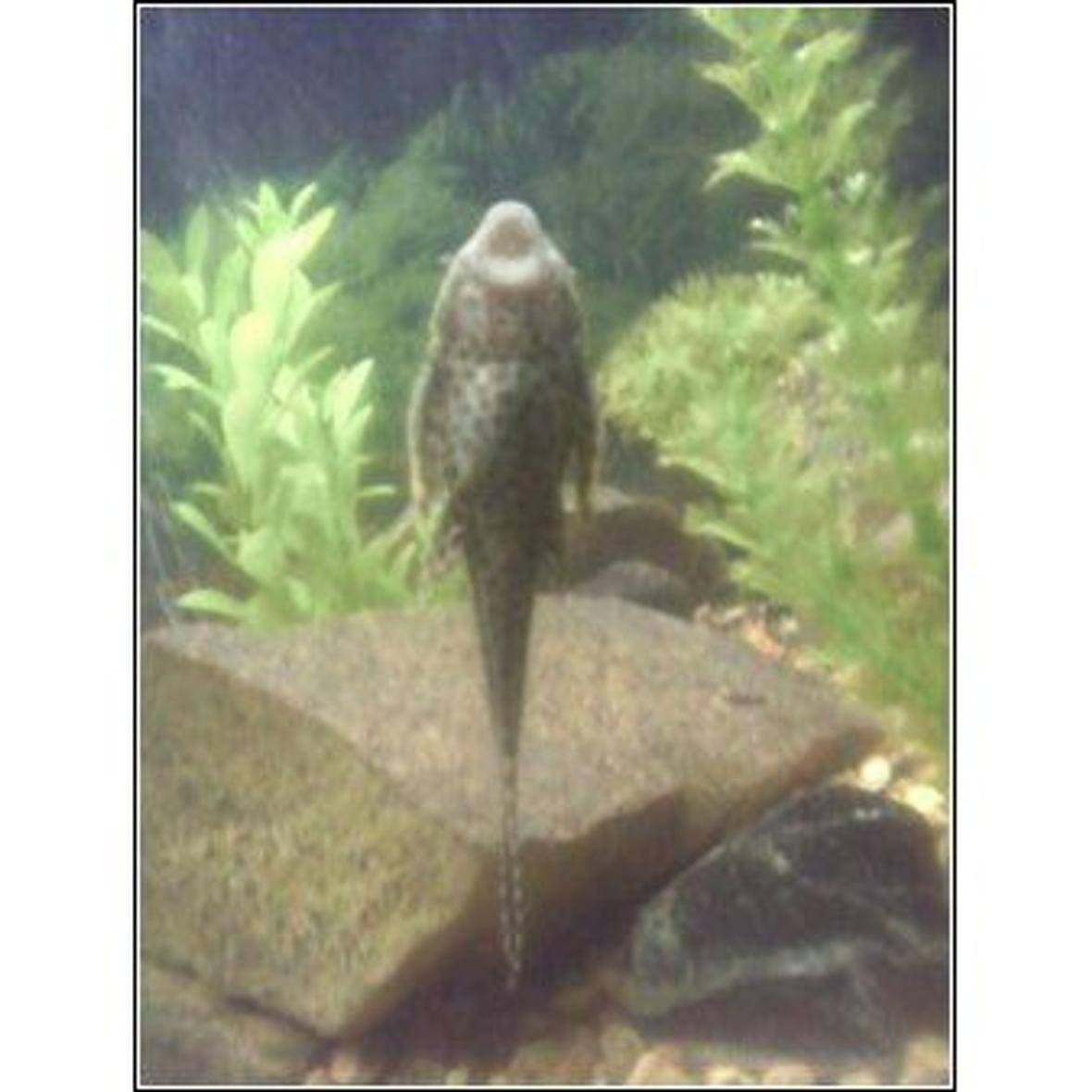 freshwater fish - glyptoperichthys gibbiceps - sailfin pleco (l-83) stocking in 28 gallons tank - here is my plecostomas mindlesly sucking on the tank wall:-)