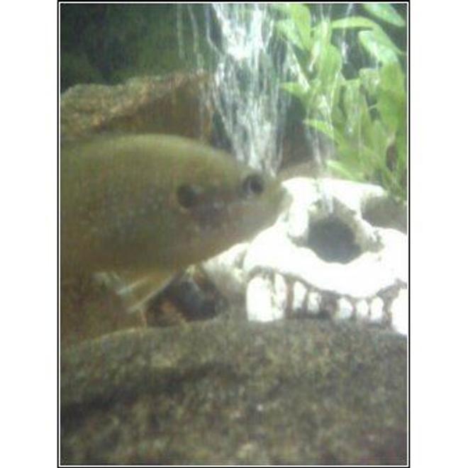 freshwater fish - lepomis cyanellus - green sunfish stocking in 28 gallons tank - another green sunfish picture