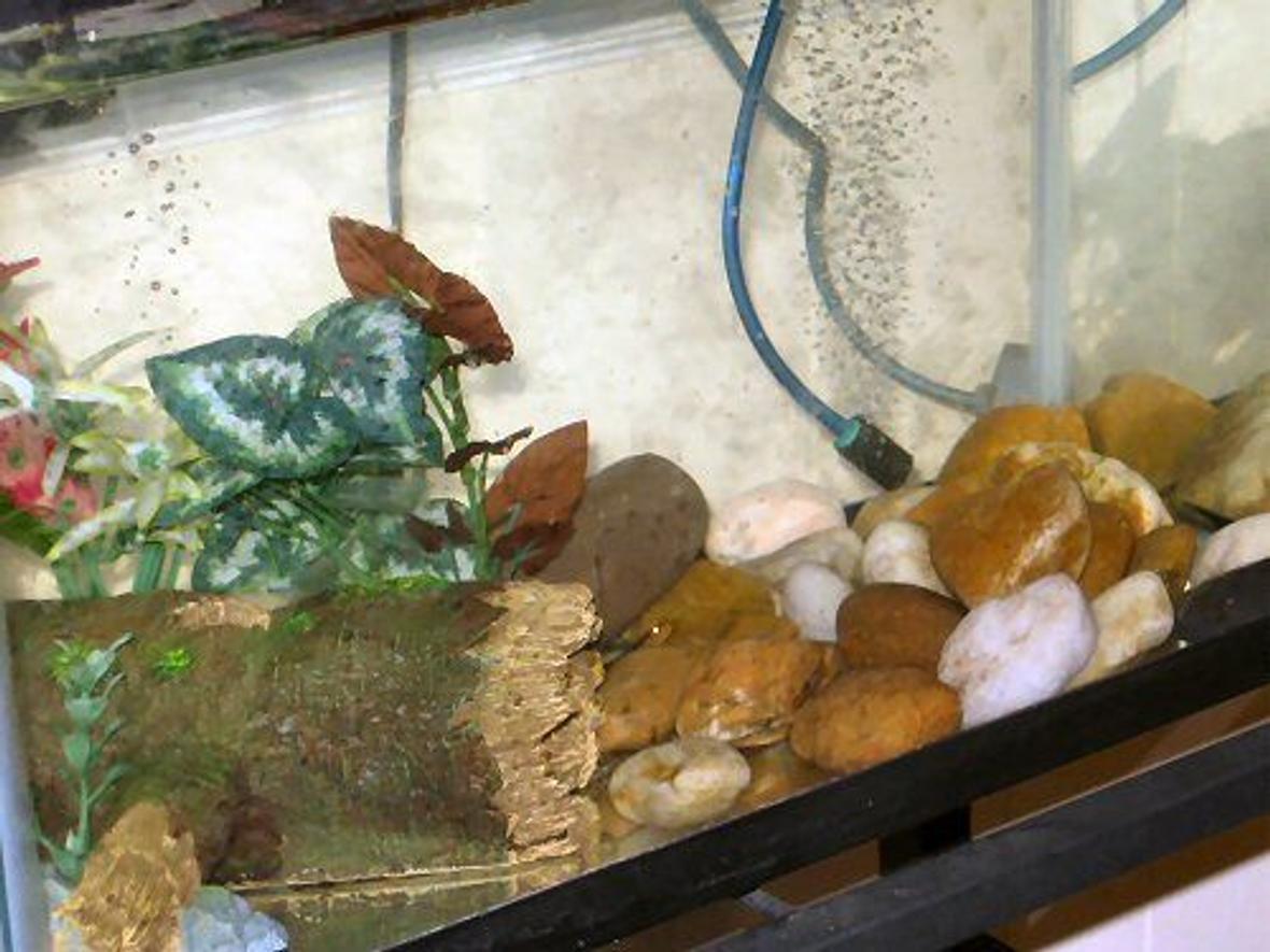 fish tank picture - Tank