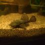 freshwater fish - ancistrus sp. - bushy nose pleco l-144 stocking in 59 gallons tank - Ancistrus sp.