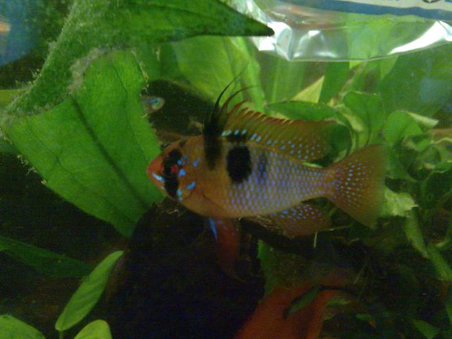 freshwater fish - papiliochromis ramirezi - german blue ram stocking in 59 gallons tank - Mikrogeophagus ramirezi
