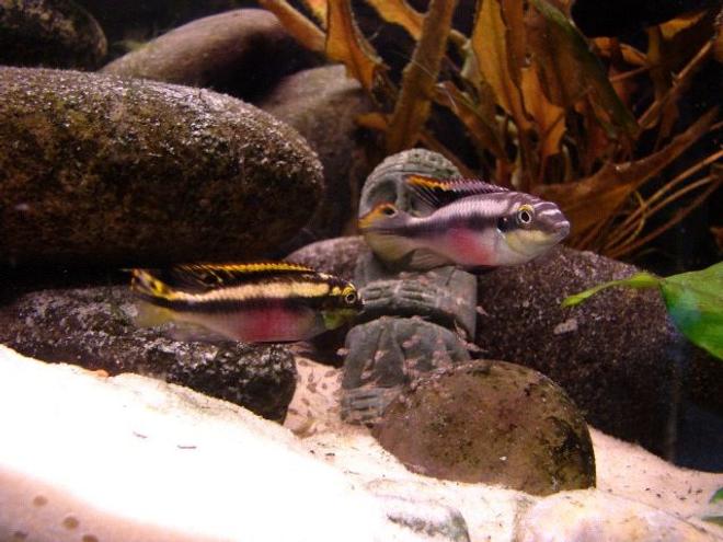 freshwater fish - pelvicachromis pulcher - kribensis cichlid stocking in 55 gallons tank - Kribensis Cichlid and their fry