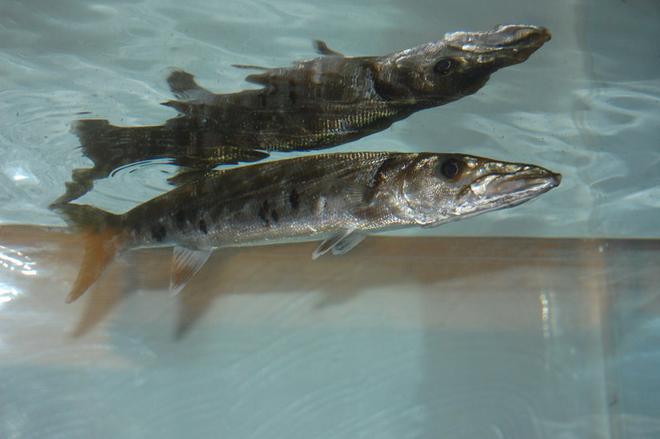 freshwater fish - acestrorhynchus falcatus - red tail barracuda stocking in 55 gallons tank - my cuda.i call him bubbles:)