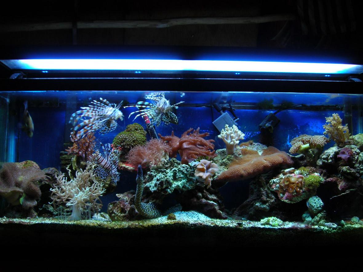 55 gallons reef tank (mostly live coral and fish) - this is what my reef tank looked like in its prim but hair alge has killed just about everything:(